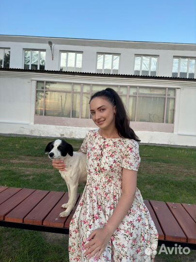 Передержка животных