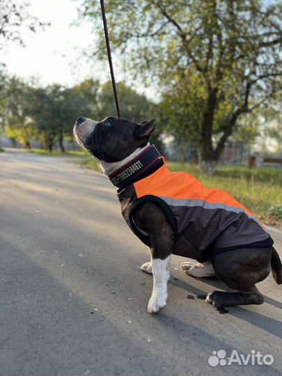 Жилет для стаффорда