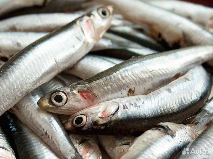 Готовый бизнес: рыбный магазин с поддержкой