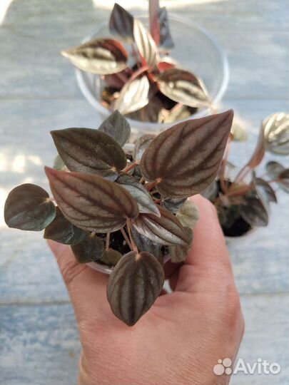 Пеперомия Шми рэд и Мендоза