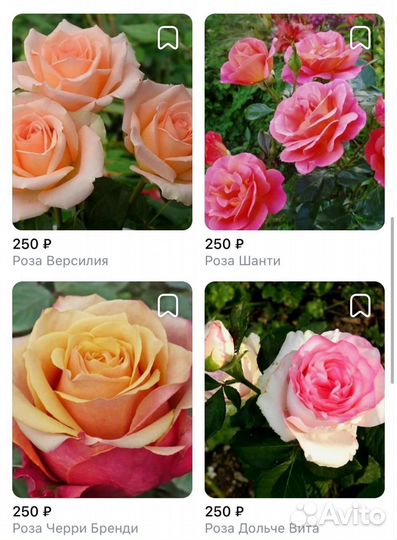 Саженцы роз