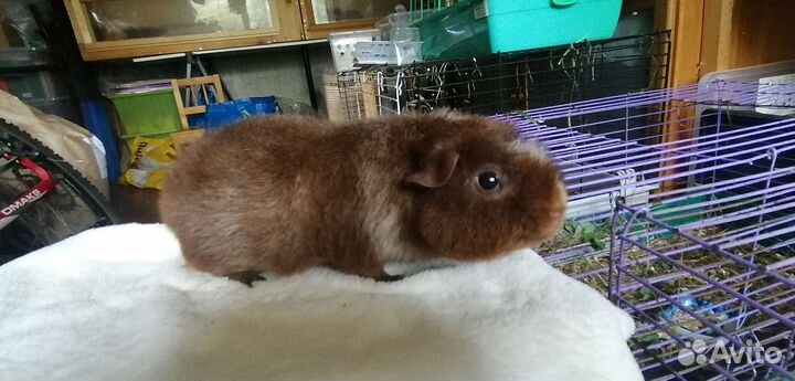 Морская свинка американский тедди