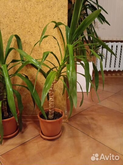 Пальма юкка