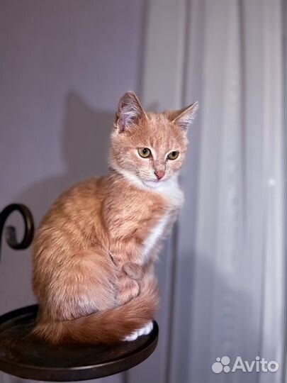 Котенок Пряник (3 мес) ищет дом