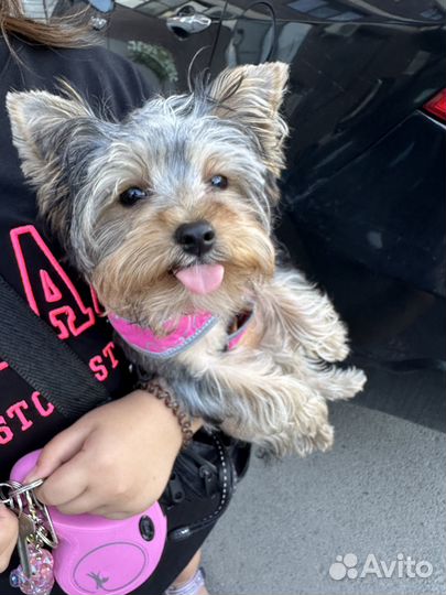 Продам Йорка девочка