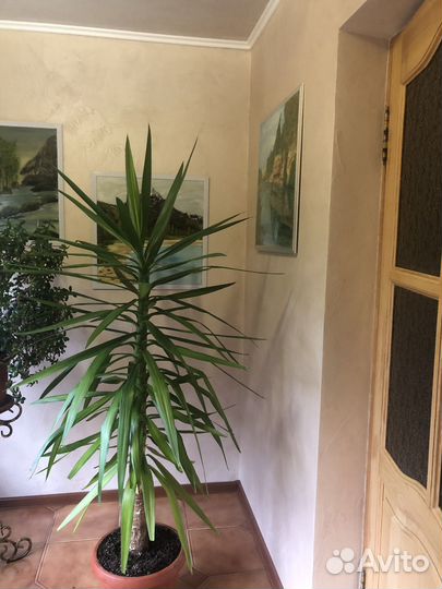 Продам цветы комнатные