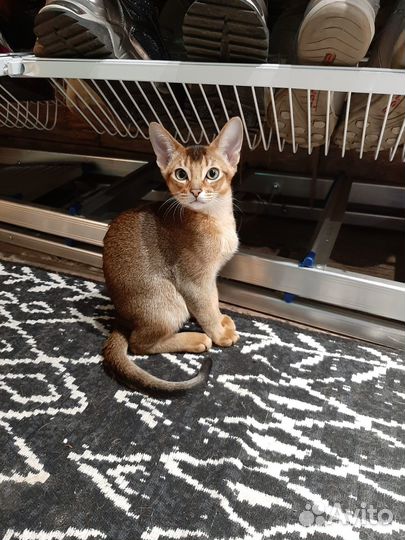 Котёнок абиссинец девочка ждёт своих хозяев