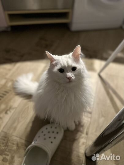 Любимый кот