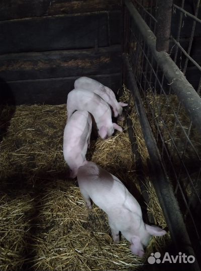 Поросята месячные