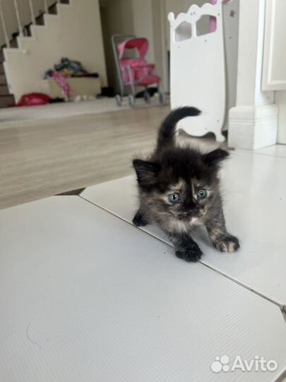 Котята бесплатно