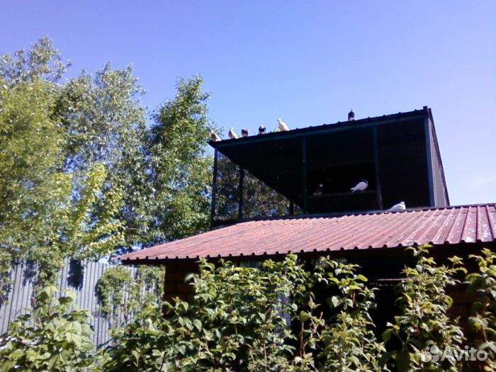 Продажа пермских голубей