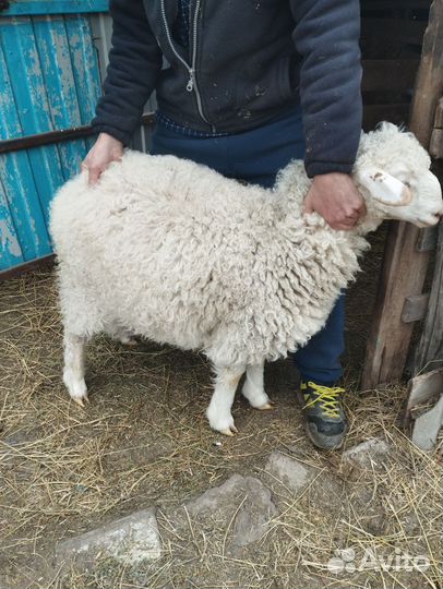 Молодые бараны