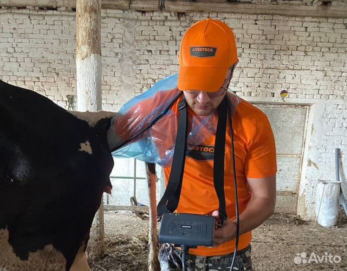 Искусственное осеменение крс