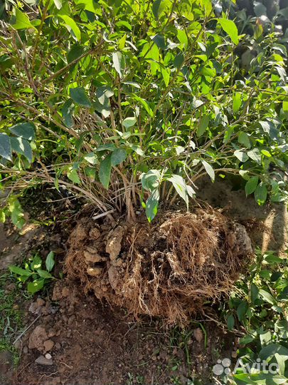 Кустарники цветущие