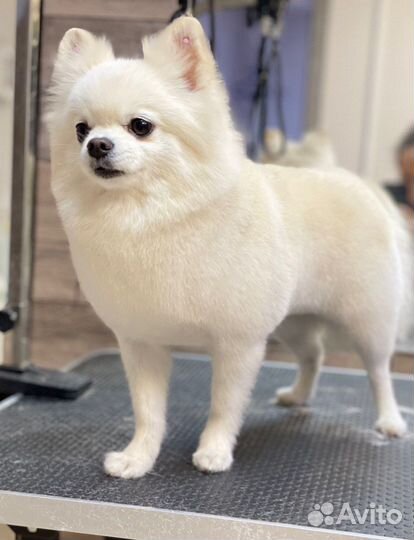 Шпиц вязка девочка