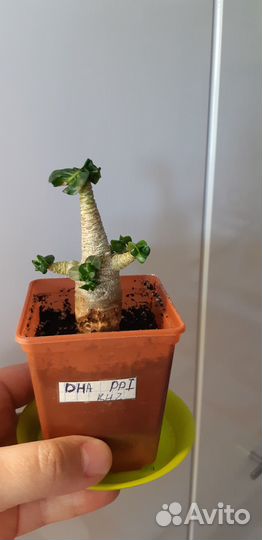 Адениумы барашки