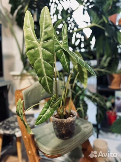 Алоказия лонгилоба, гагеана