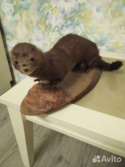 Чучело норки