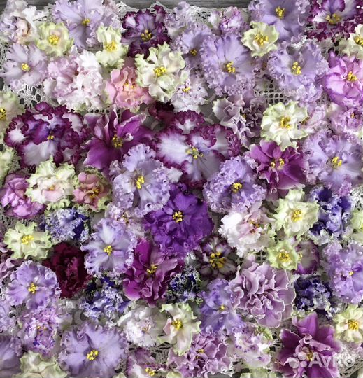 Сортовые фиалки