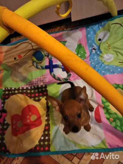 Той-терьер девочка