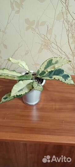 Комнатные растения