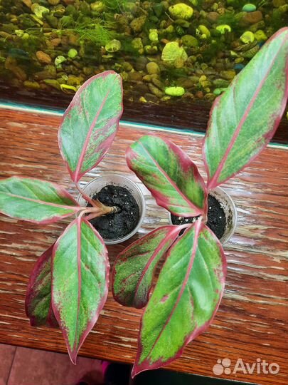 Аглонема крит