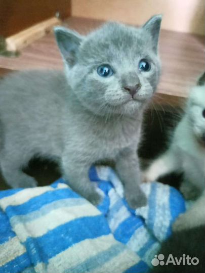 Отдам в добрые руки