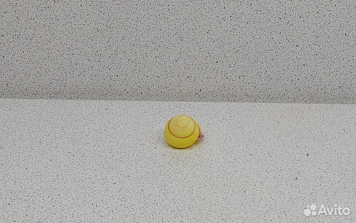 Ленд Снейл 2,10 морская ракушка раковина