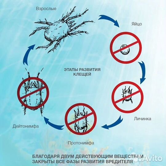 Оберон рапид