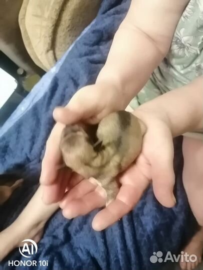 Той-терьер щенки