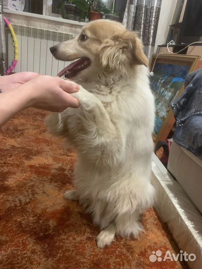 Собака в добрые руки