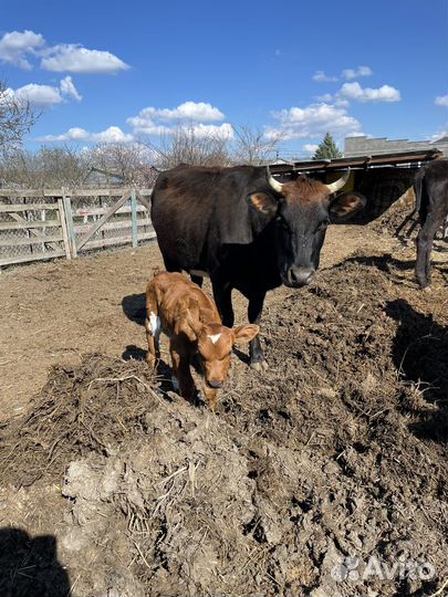 Корова дойная с теленком