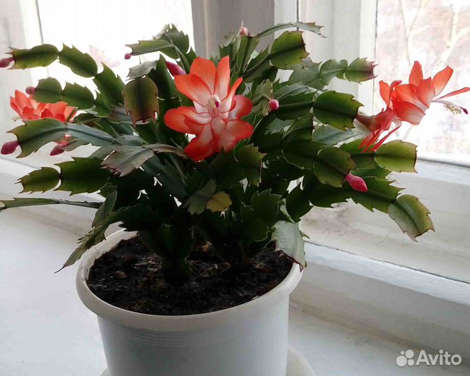 Комнатные растения цветы