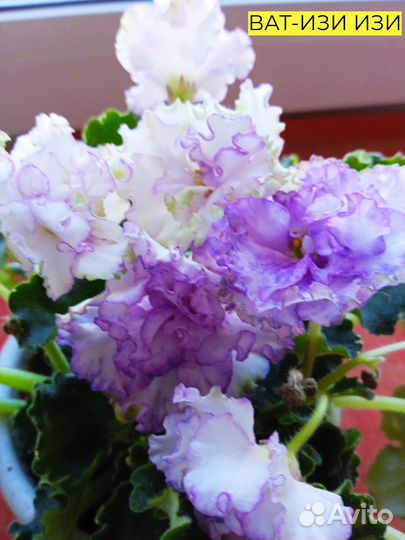 Сортовые фиалки