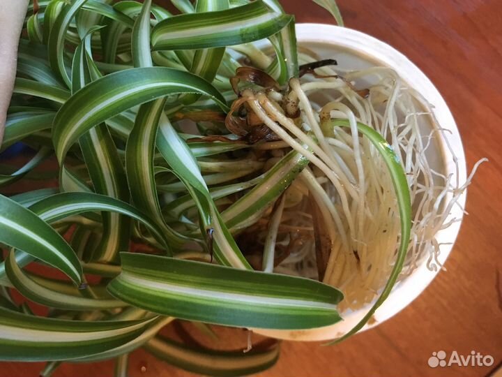 Хлорофитум