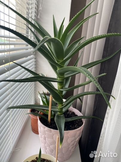 Алоэ лечебный, 3 года