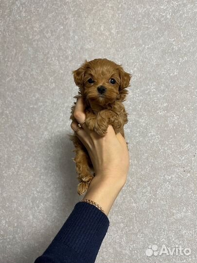 Мальтипу ф1 девочка микро meller brown