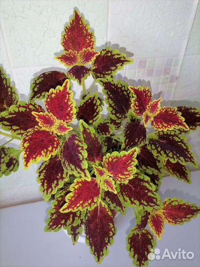 Комнатные растения