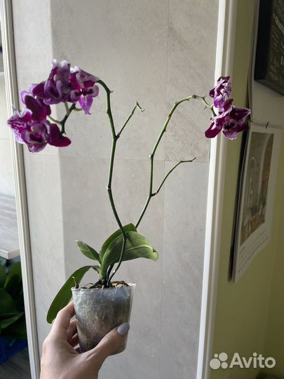 Орхидея мультифлора бабочка