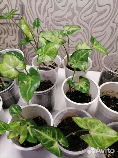 Сингониум ампельный