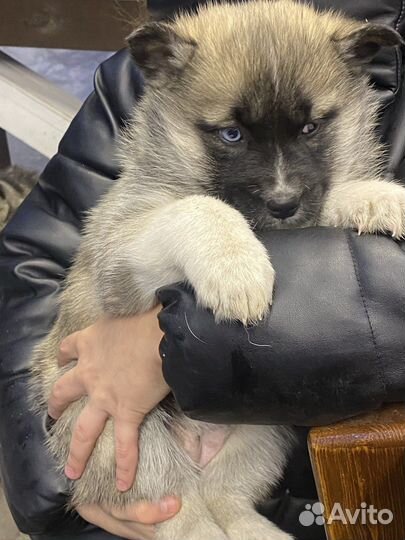 Щенок (помесь хаски )