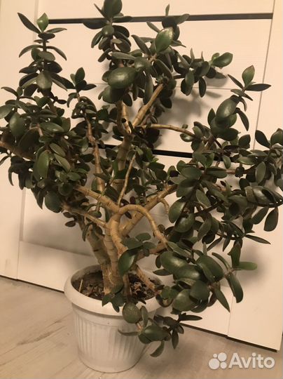 Толстянка большая денежное дерево