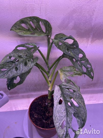 Монстера адансона минт monstera adansoni mint
