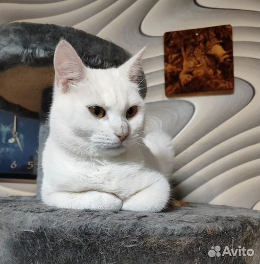 Блондинка под дождем