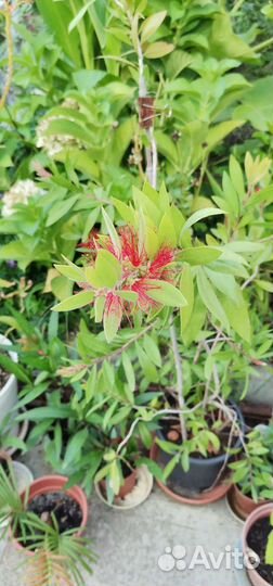 Калистемон