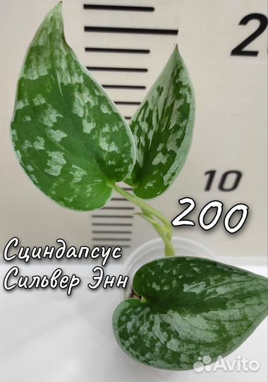 Сциндапсусы и Эпипремнумы