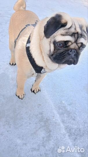 Вязка мопса мальчик