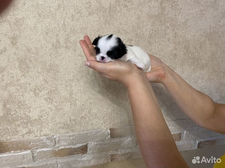 Щенки японский хин