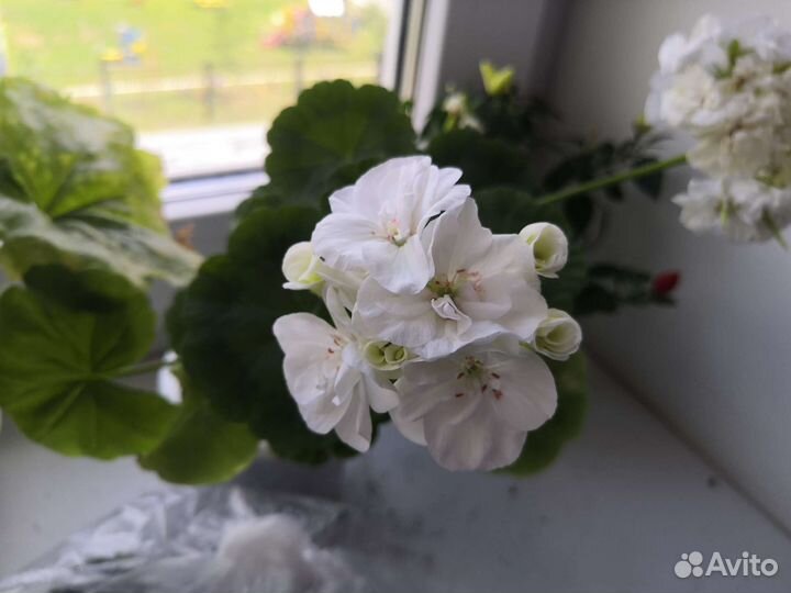 Пеларгония герань сортовая