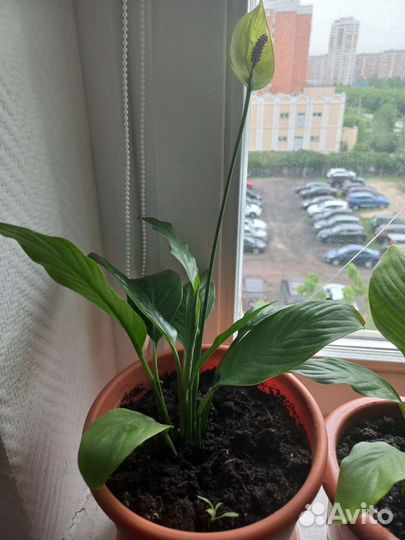 Спатифиллум